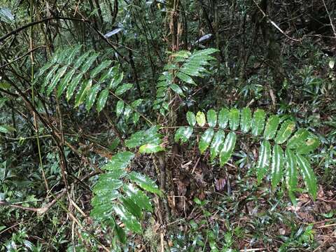 Image of Zanthoxylum thouvenotii H. Perrier