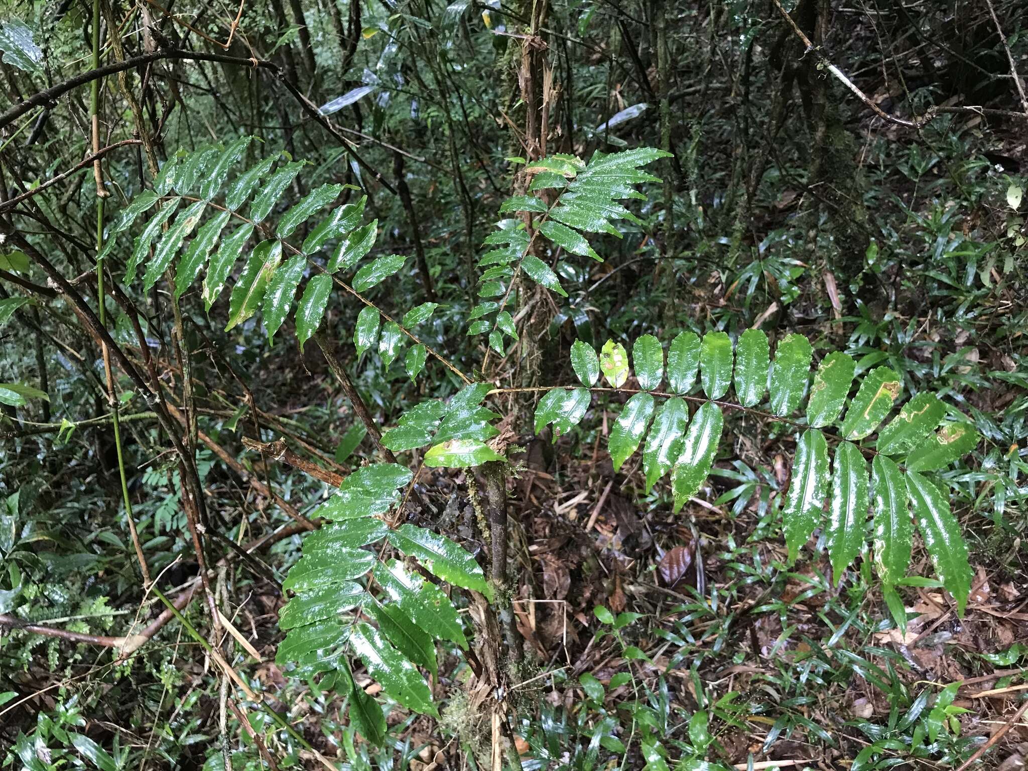 Imagem de Zanthoxylum thouvenotii H. Perrier