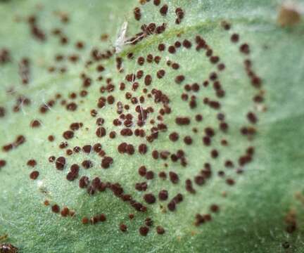 Image of Puccinia arenariae (Schumach.) J. Schröt. 1880