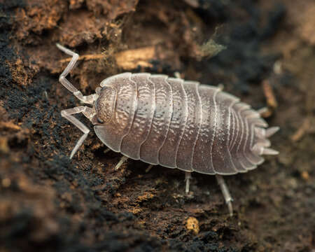 Porcellio incanus Budde-Lund 1885 resmi