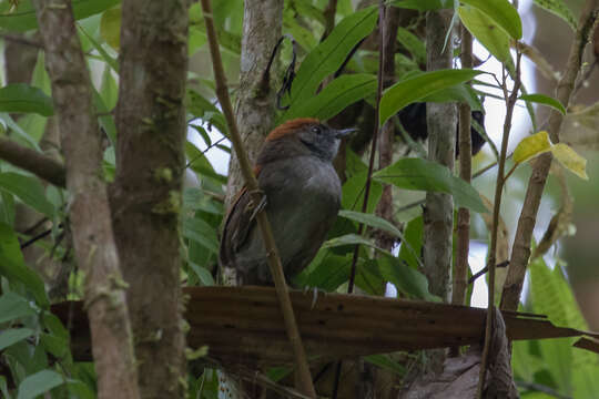 Image of Azara's Spinetail