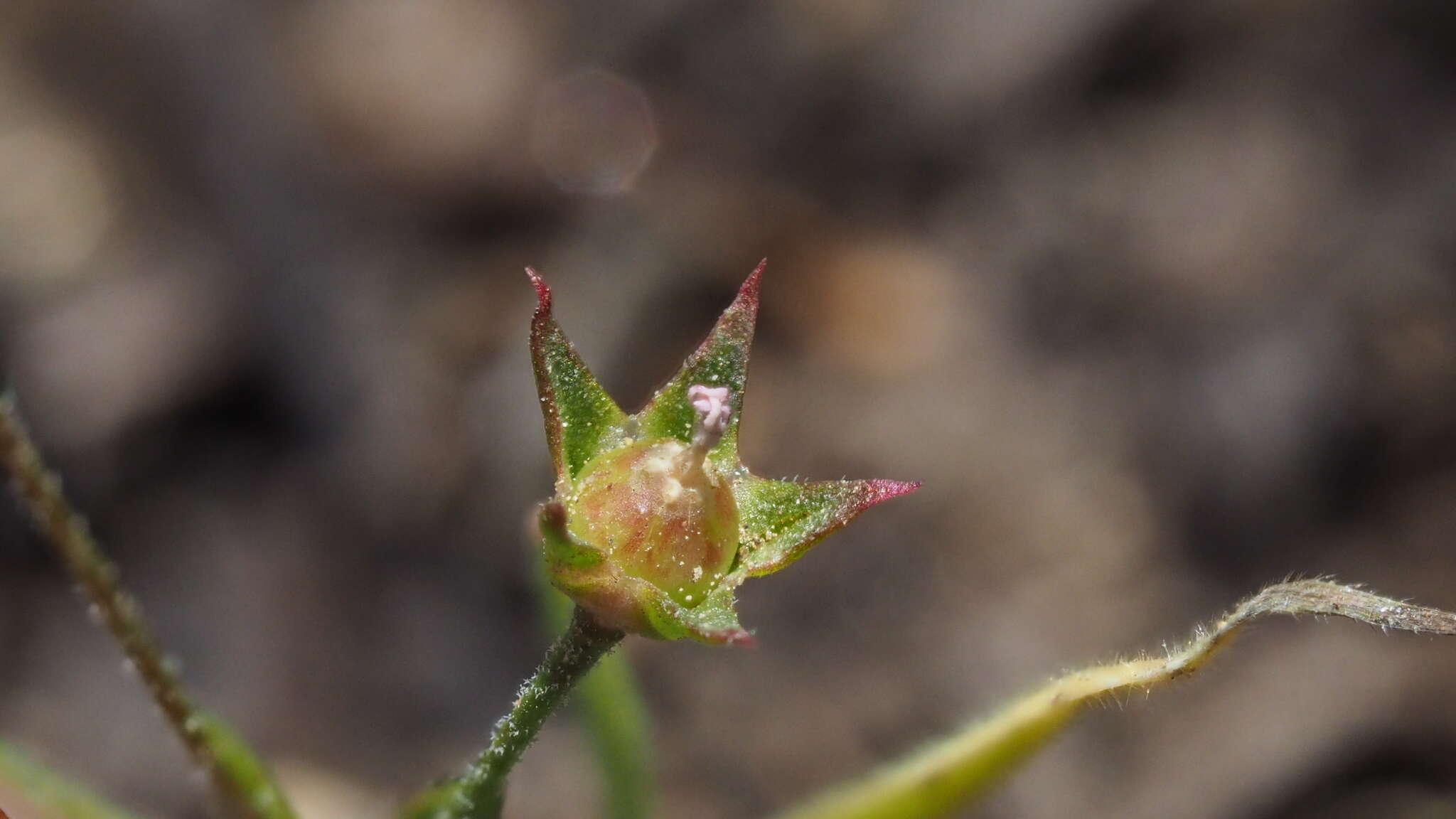 صورة Androsace elongata subsp. acuta (Greene) G. T. Robbins