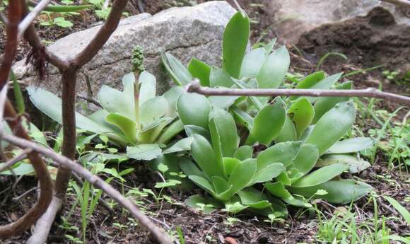 Image of Crassula orbicularis L.