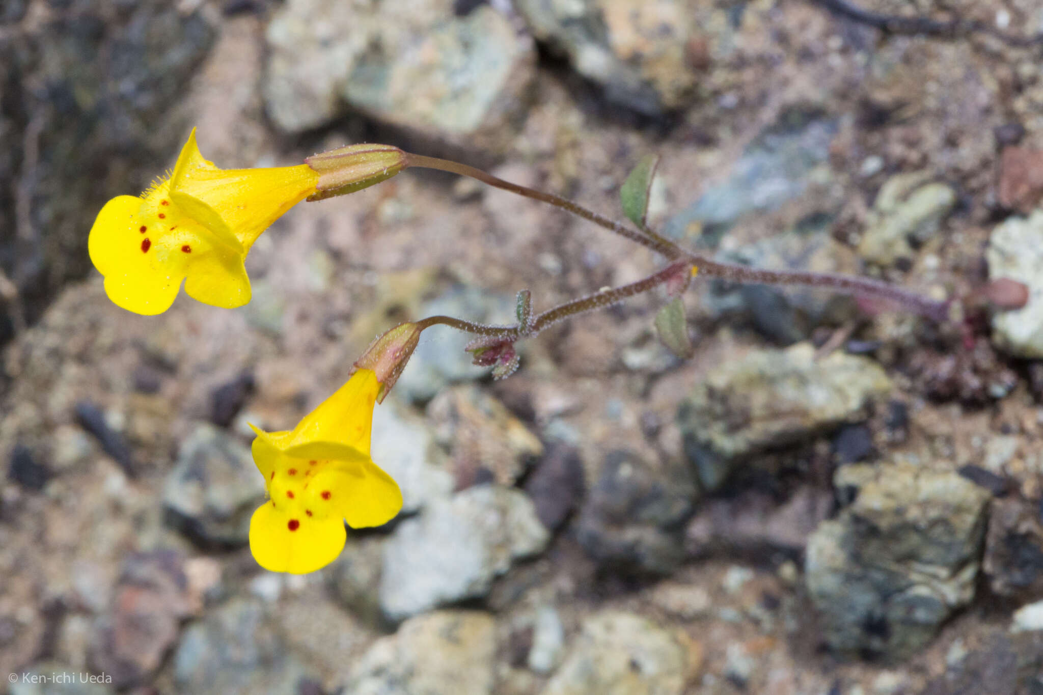 Image of Bare Monkey-Flower