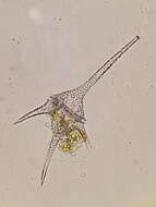 Image of Ceratium hirundinella