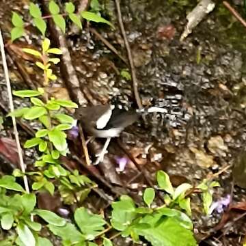 Image of Spotted Forktail