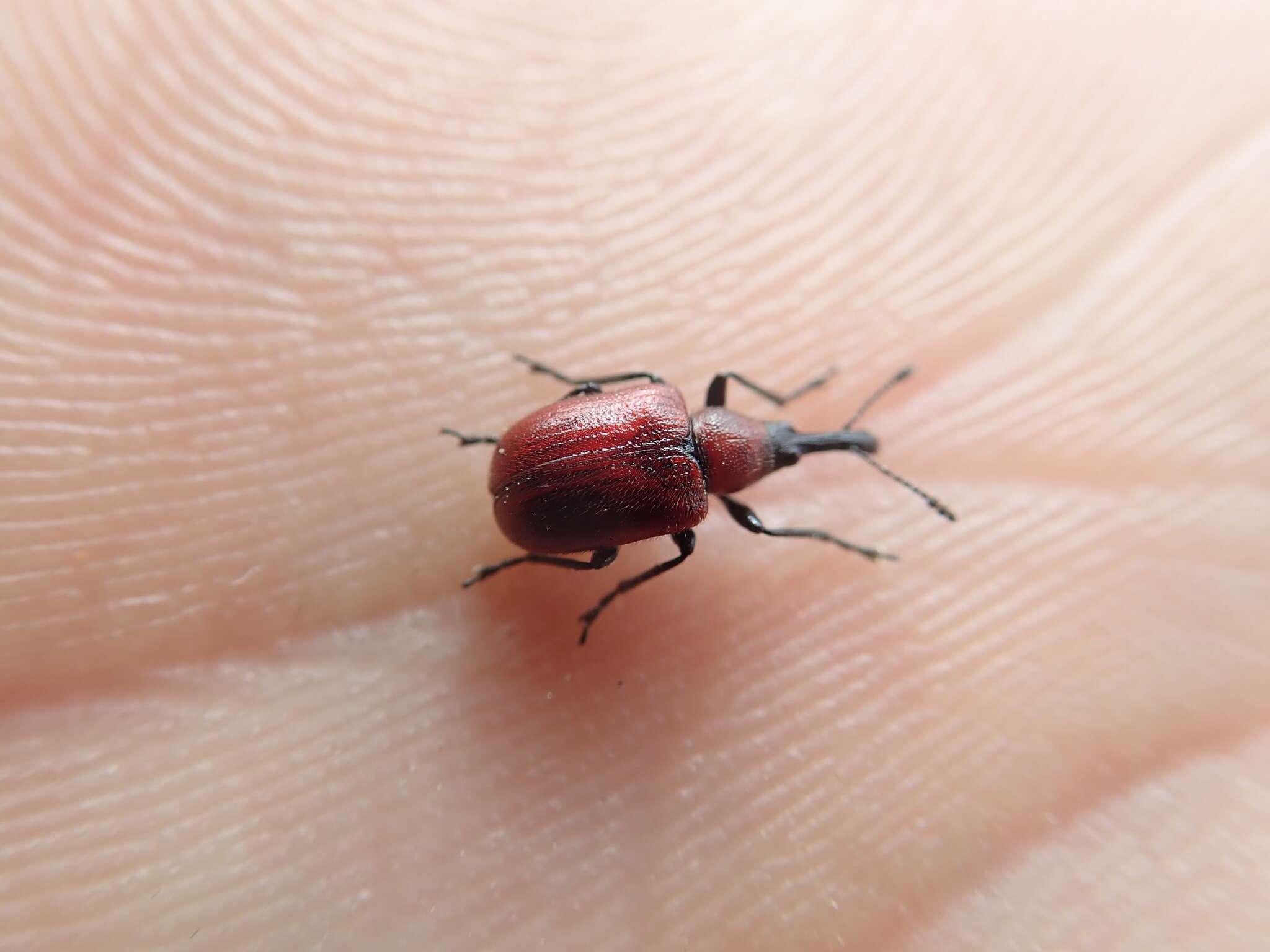 Image of Rose Curculio