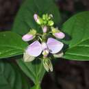 Image of Asemeia acuminata (Willd.) J. F. B. Pastore & J. R. Abbott