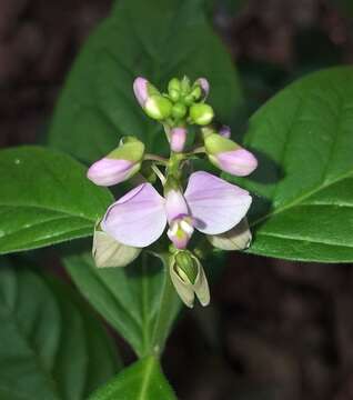 Image of Asemeia acuminata (Willd.) J. F. B. Pastore & J. R. Abbott