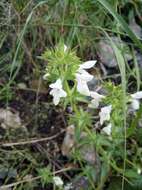 Image of Stachys spinulosa Sm.