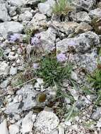 Image of Globularia vulgaris L.