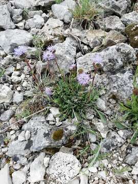 Image of Globularia vulgaris L.