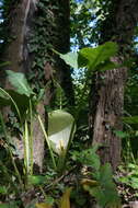 Plancia ëd Arum italicum subsp. albispathum (Steven ex Ledeb.) Prime