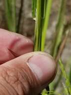 Imagem de Torreyochloa pallida var. pallida