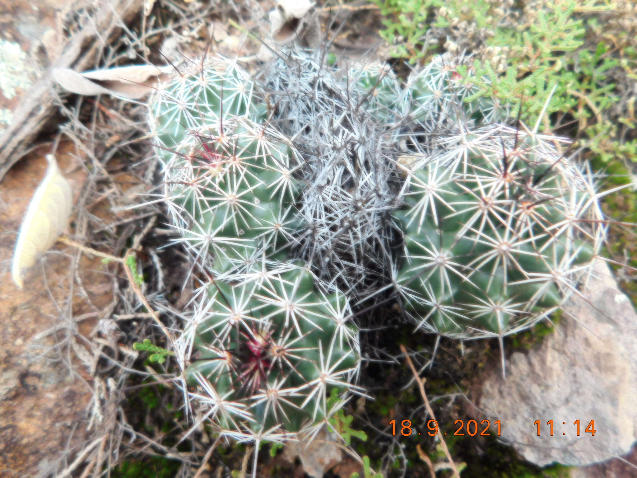 Image of Coryphantha clavata (Scheidw.) Backeb.