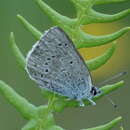 Image of Icaricia icarioides blackmorei