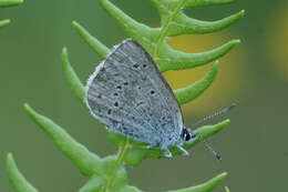 Image of Icaricia icarioides blackmorei