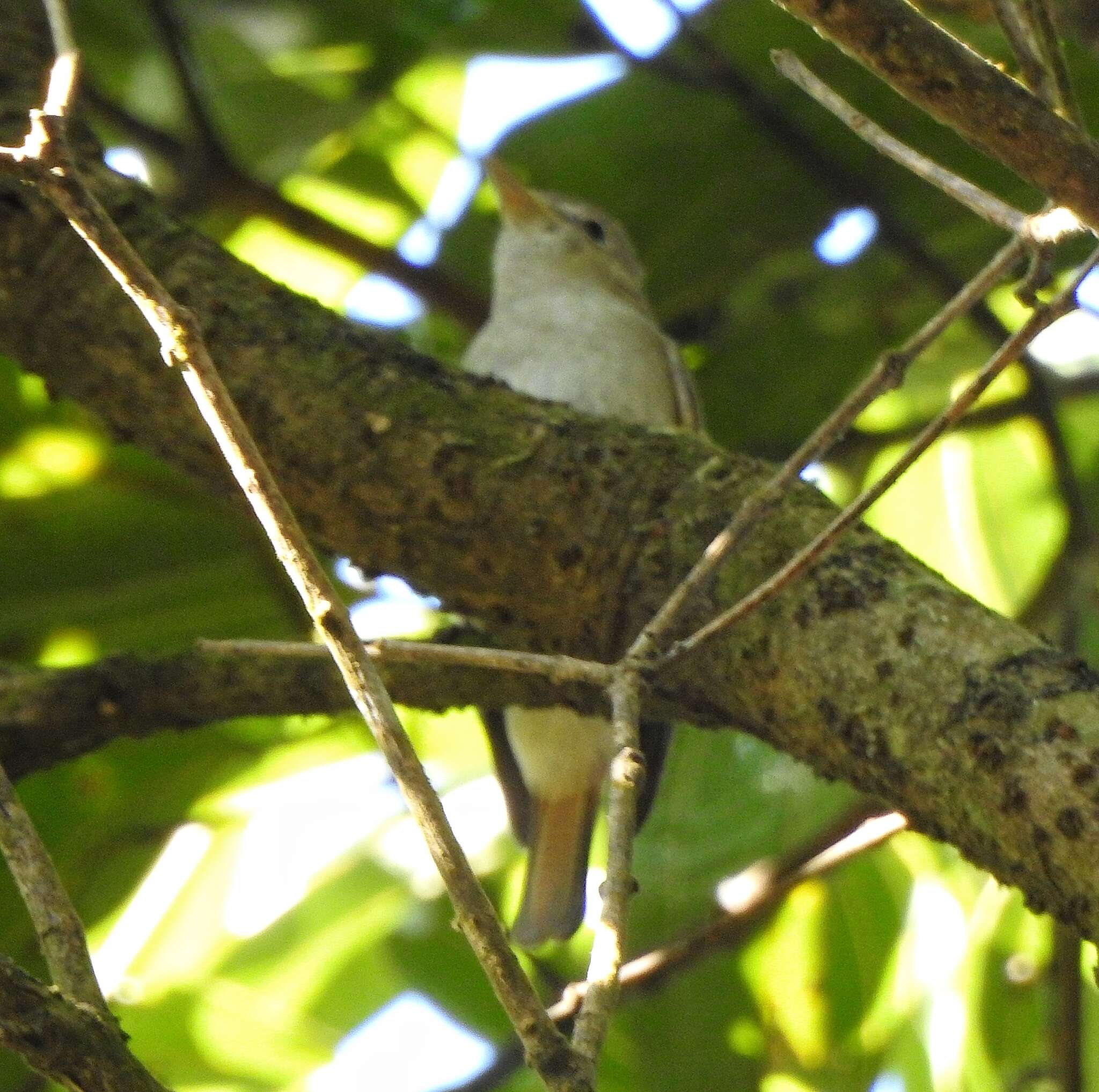 Image of Rusty-tailed Flycatcher