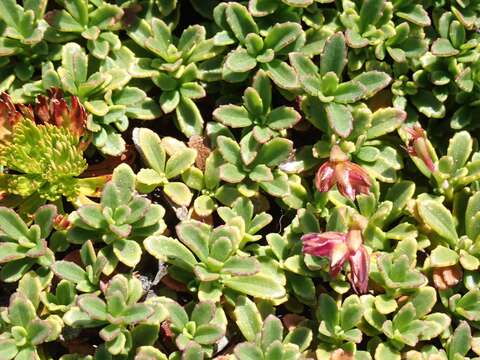 Image of Menzies' penstemon