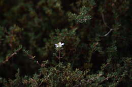 Image of Frankenia pauciflora DC.