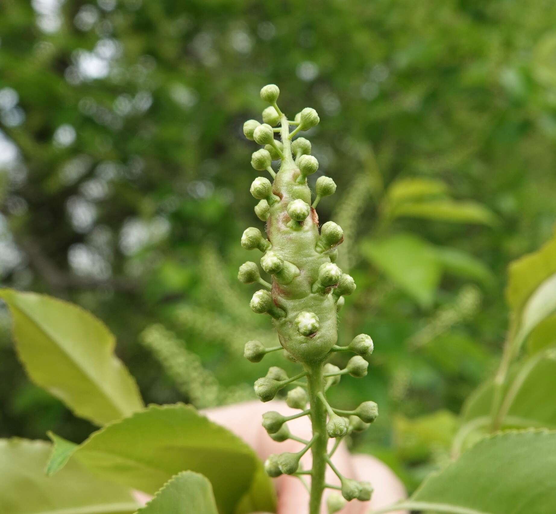 Image of Contarinia racemi (Stebbins 1910)