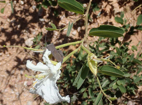 Image of Bauhinia petersiana Bolle