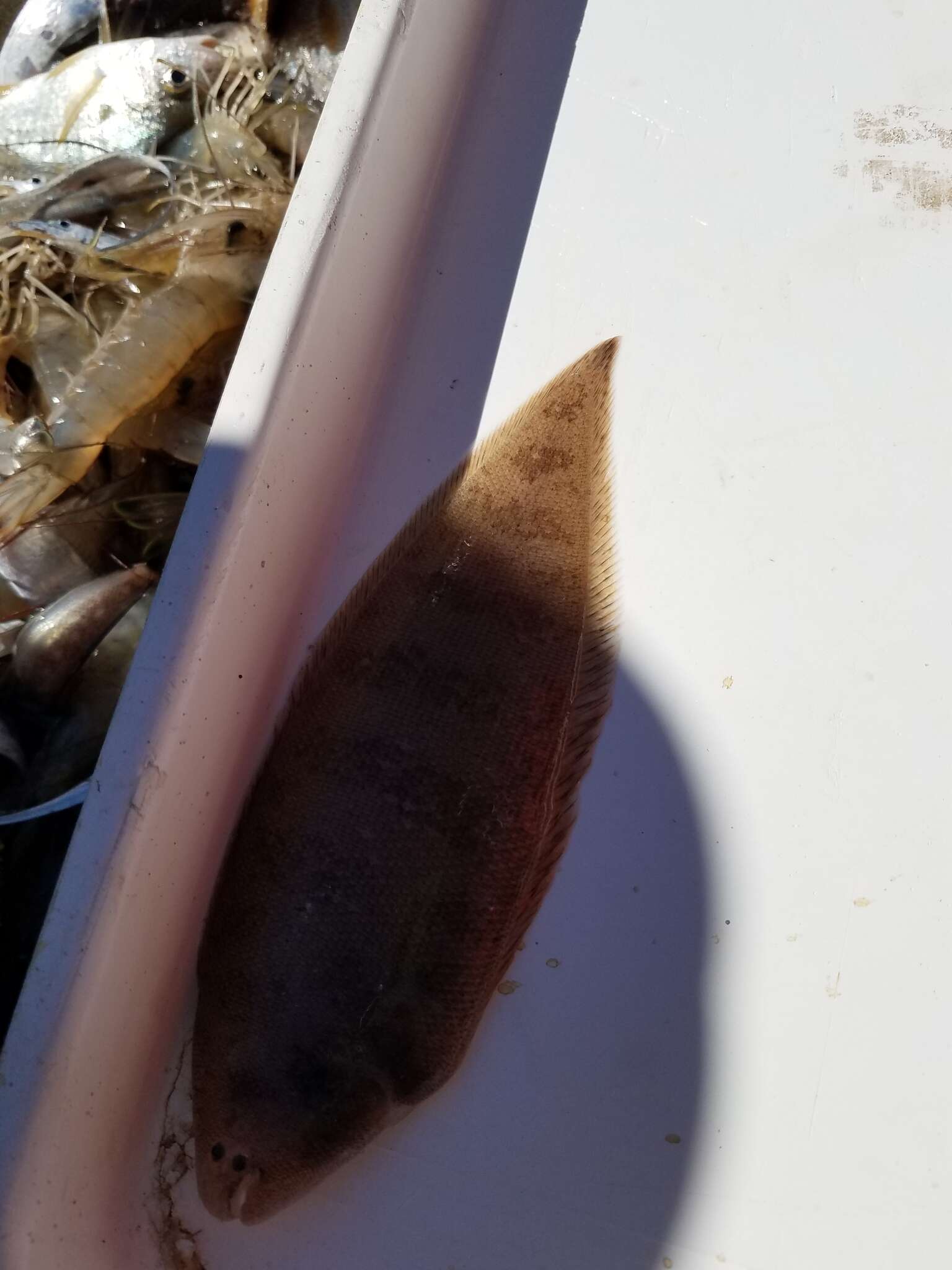 Image of Blackcheek Tonguefish