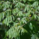 Image of Prinia inornata flavirostris (Swinhoe 1863)