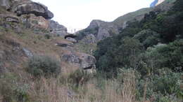 Image of Drakensberg Cycad