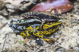 Atelopus hoogmoedi Lescure 1974 resmi