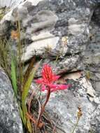 Image de Disa ferruginea Sw.