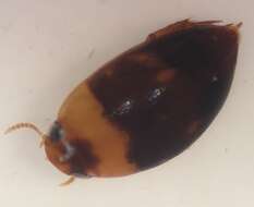 Image de Suphisellus puncticollis (Crotch 1873)