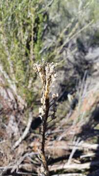 Image of California larkspur