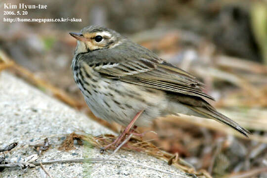 Image of Olive-backed Pipit