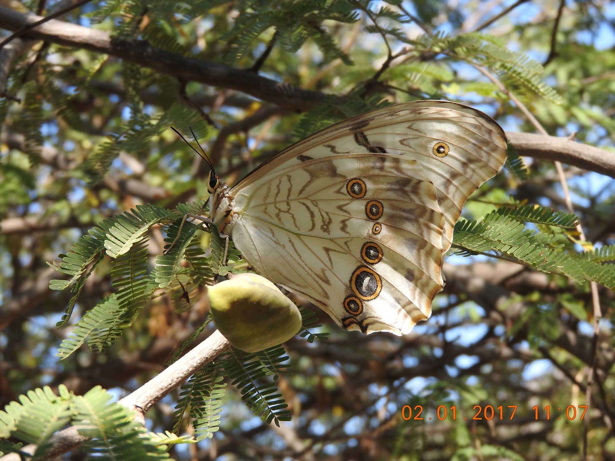 Imagem de Morpho polyphemus Westwood (1850)