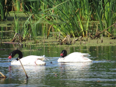 Image of Black-necked Swan