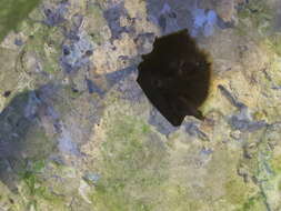 Image of Formosan Woolly Horseshoe Bat