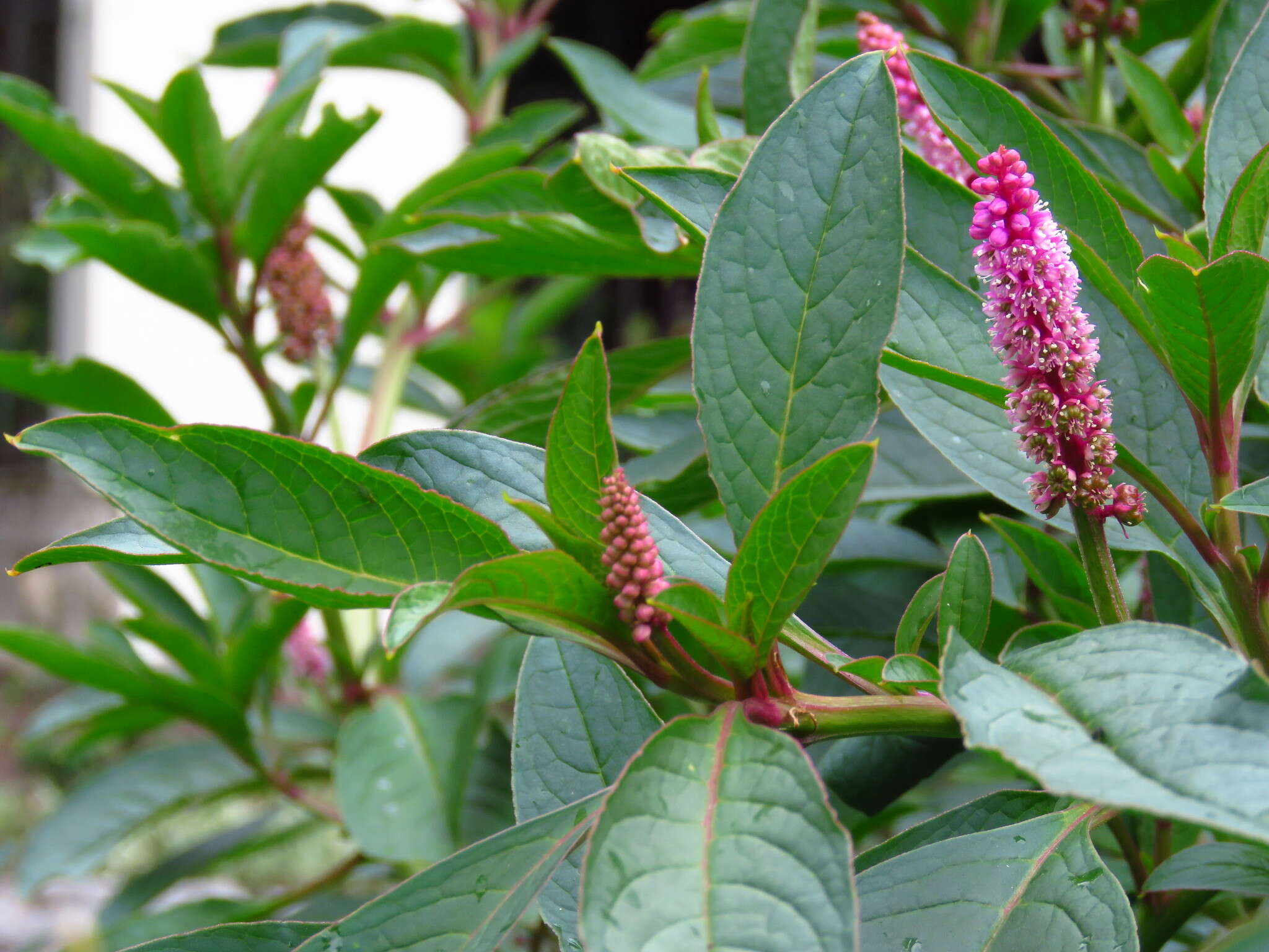 Imagem de Phytolacca bogotensis H B. & K.