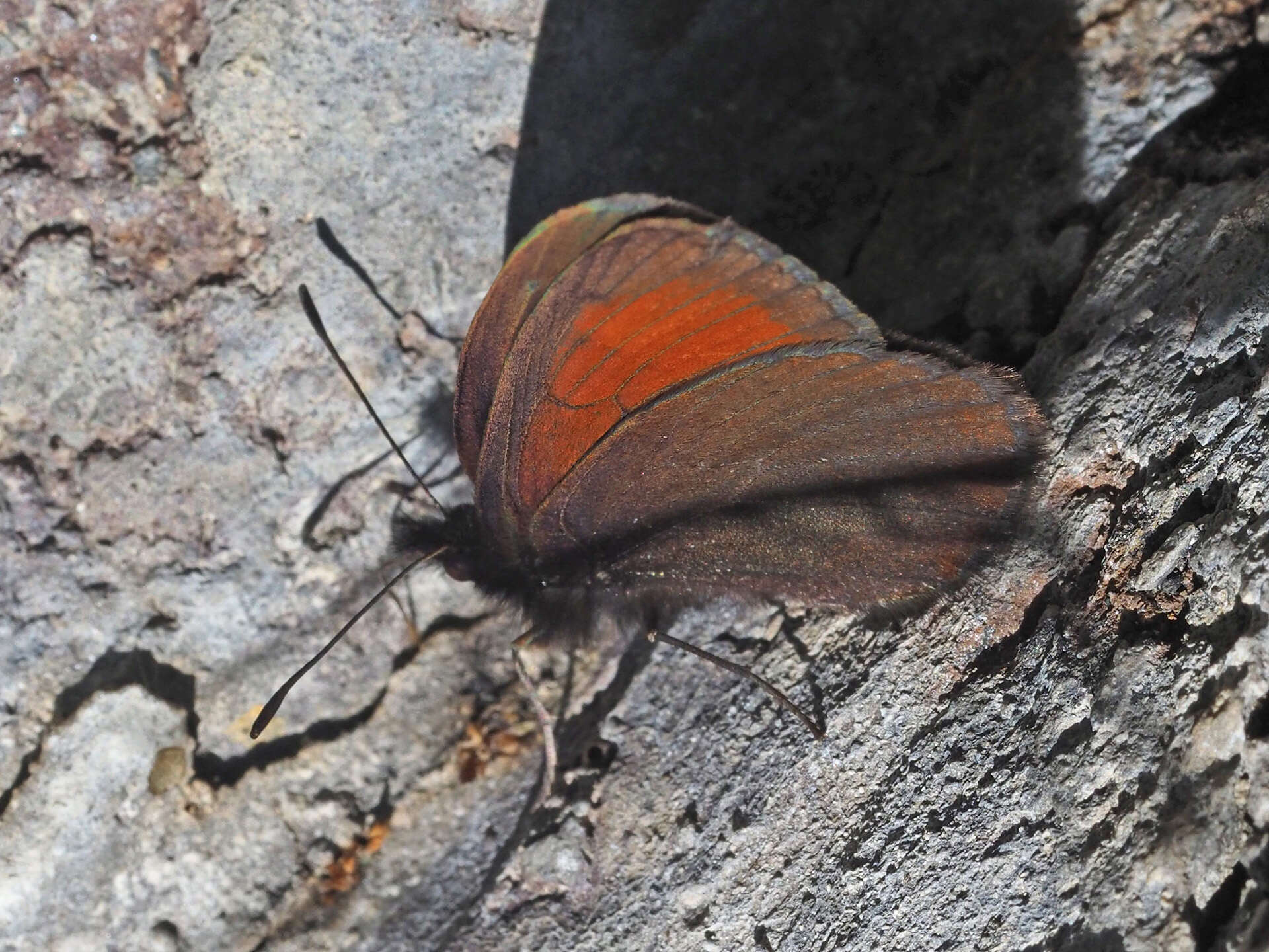 Image of Mnestra’s Ringlet