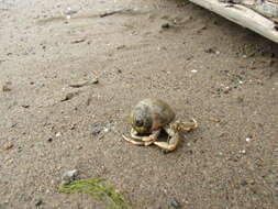 Image of Long-Clawed Hermit Crab