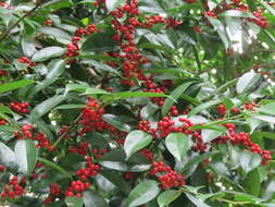 Imagem de Ilex ficoidea Hemsl.