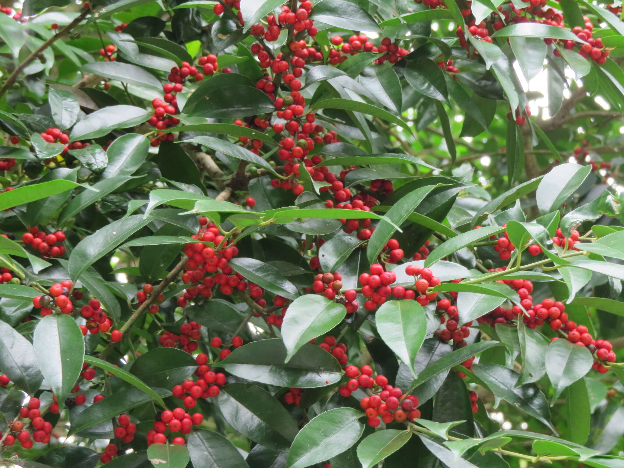 Слика од Ilex ficoidea Hemsl.