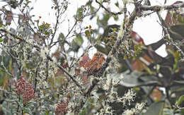 Image of Andean Pygmy Owl