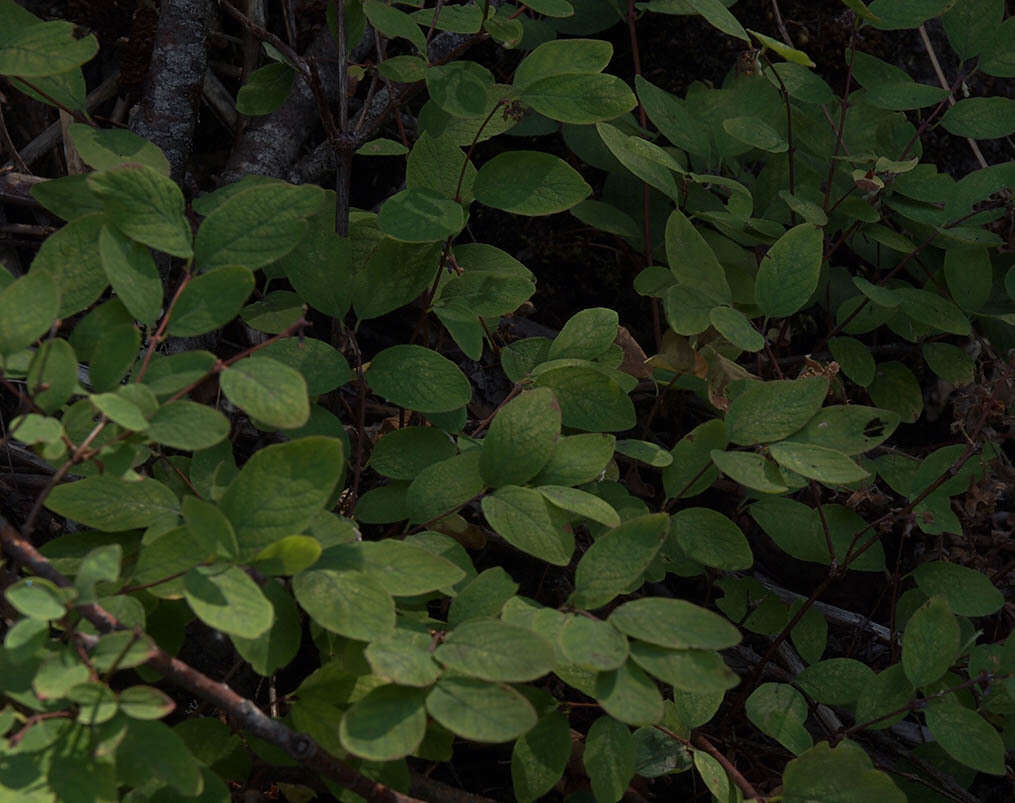 Image of Symphoricarpos albus var. albus