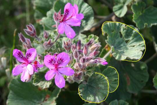 Слика од Pelargonium cucullatum subsp. tabulare B. Volschenk