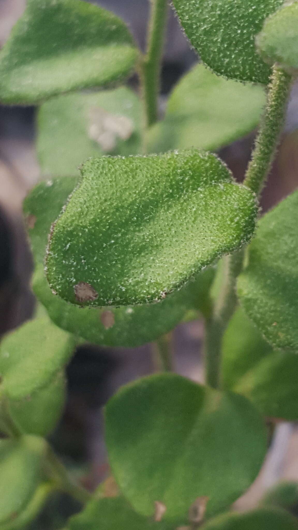 Image of Dampiera purpurea R. Br.