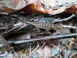 Image of Bocourt's Dwarf Iguana