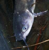 Image of Blue catfish