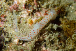 Image of Gymnodoris alba (Bergh 1877)