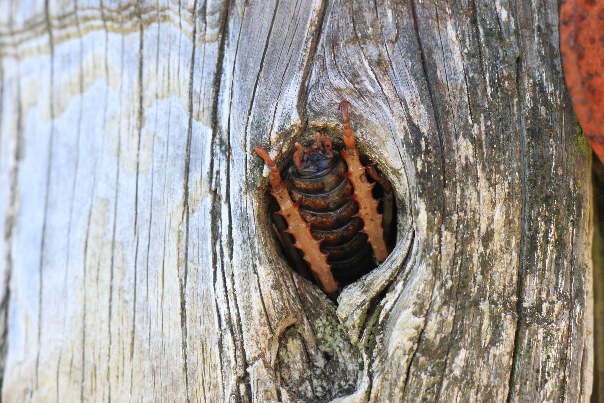 Image of Hemideina ricta Hutton 1896